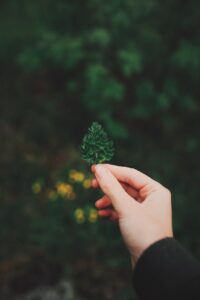 person showing small twig of green plant in nature